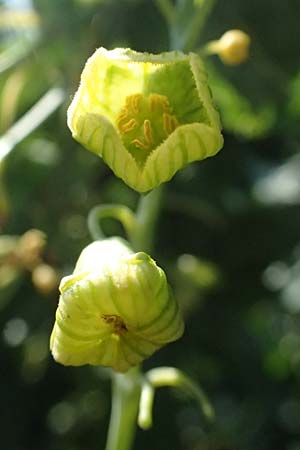 Bryonia cretica \ Zweih&auml;usige Zaunr�be / Cretan Bryony, Kos Agios Nektarios 10.4.2026