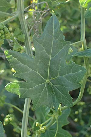 Bryonia cretica \ Zweih&auml;usige Zaunr�be / Cretan Bryony, Kos Agios Nektarios 10.4.2026
