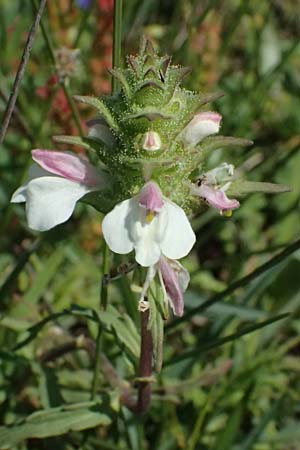 Bellardia trixago \ Bunte Bellardie / Bastard Balm, Kos Salt-Lake Alikes 9.4.2026