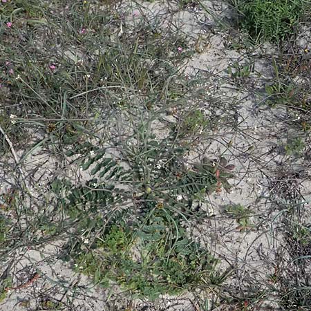 Brassica tournefortii \ Sahara-Kohl / Asian Mustard, Wild Turnip Rape, Kos Salt-Lake Alikes 9.4.2026