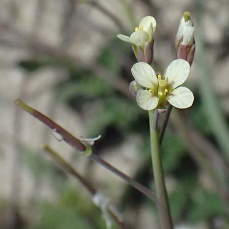 Brassica tournefortii \ Sahara-Kohl / Asian Mustard, Wild Turnip Rape, Kos Salt-Lake Alikes 9.4.2026