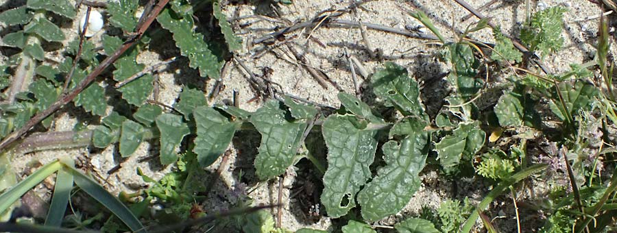 Brassica tournefortii \ Sahara-Kohl / Asian Mustard, Wild Turnip Rape, Kos Salt-Lake Alikes 9.4.2026