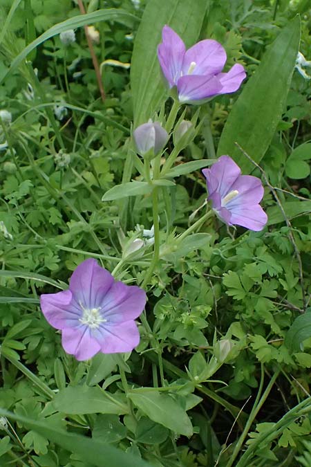 Legousia pentagonia \ Frauenspiegel / Pentagonia, Kos Salt-Lake Alikes 9.4.2026