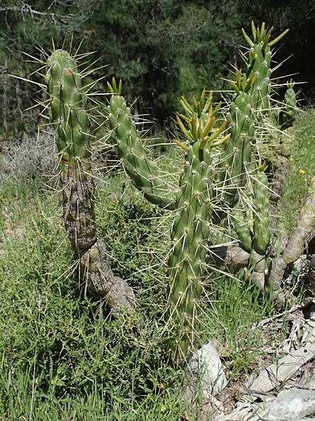 Cylindropuntia imbricata \ S�ulen-Opuntie / Cylindropuntia, Kos Agios Nektarios 10.4.2026