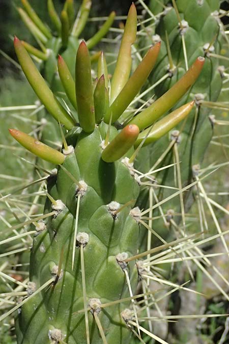 Cylindropuntia imbricata \ S�ulen-Opuntie / Cylindropuntia, Kos Agios Nektarios 10.4.2026