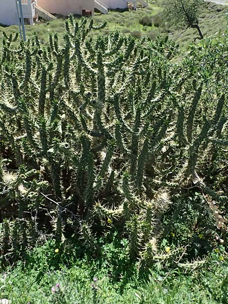 Cylindropuntia imbricata \ S�ulen-Opuntie / Cylindropuntia, Kos Agios Nektarios 10.4.2026