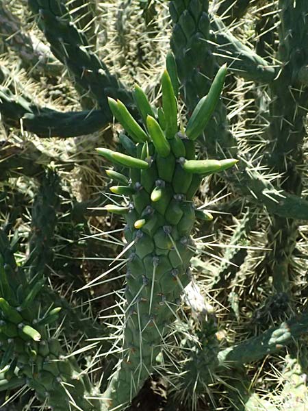 Cylindropuntia imbricata \ S�ulen-Opuntie / Cylindropuntia, Kos Agios Nektarios 10.4.2026