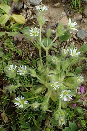 Cerastium comatum \ Haariges Hornkraut / Levantine Mouse-Ear, Kos Dikeos 14.4.2026