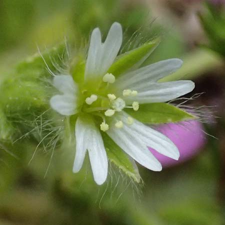 Cerastium comatum \ Haariges Hornkraut / Levantine Mouse-Ear, Kos Dikeos 14.4.2026