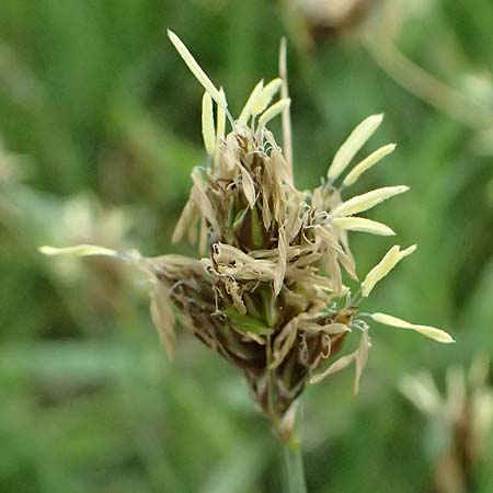Carex divisa \ Geteilte Segge / Divided Sedge, Separated Sedge, Kos Salt-Lake Alikes 9.4.2026