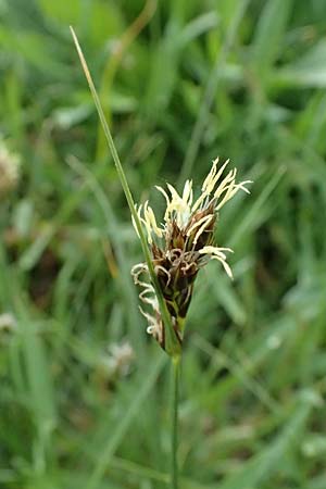 Carex divisa \ Geteilte Segge / Divided Sedge, Separated Sedge, Kos Salt-Lake Alikes 9.4.2026
