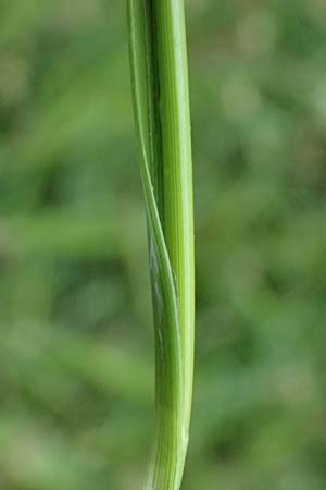 Carex divisa \ Geteilte Segge / Divided Sedge, Separated Sedge, Kos Salt-Lake Alikes 9.4.2026