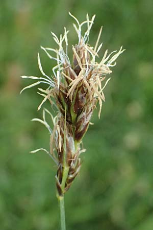 Carex divisa \ Geteilte Segge / Divided Sedge, Separated Sedge, Kos Salt-Lake Alikes 9.4.2026