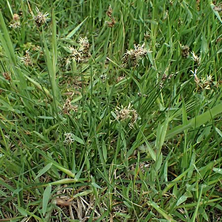 Carex divisa \ Geteilte Segge / Divided Sedge, Separated Sedge, Kos Salt-Lake Alikes 9.4.2026