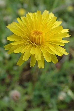 Crepis fraasii \ Fraas' Pippau / Fraas' Hawk's-Beard, Kos Salt-Lake Alikes 9.4.2026