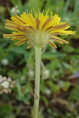 Crepis fraasii \ Fraas' Pippau / Fraas' Hawk's-Beard, Kos Salt-Lake Alikes 9.4.2026