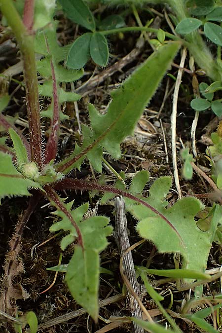 Crepis fraasii \ Fraas' Pippau / Fraas' Hawk's-Beard, Kos Salt-Lake Alikes 9.4.2026
