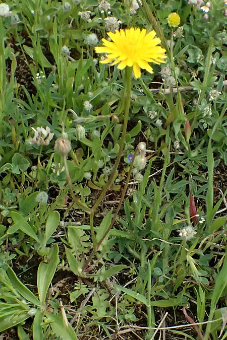Crepis fraasii \ Fraas' Pippau / Fraas' Hawk's-Beard, Kos Salt-Lake Alikes 9.4.2026