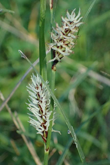 Carex flacca subsp. erythrostachys \ Ges&auml;gte Blau-Segge / Glaucous Sedge, Kos Lagoudi 9.4.2026