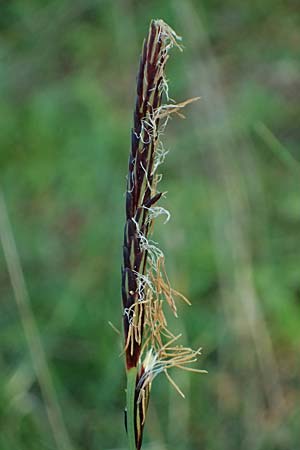 Carex flacca subsp. erythrostachys \ Ges&auml;gte Blau-Segge / Glaucous Sedge, Kos Lagoudi 9.4.2026