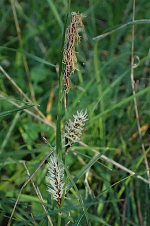 Carex flacca subsp. erythrostachys \ Ges&auml;gte Blau-Segge / Glaucous Sedge, Kos Lagoudi 9.4.2026