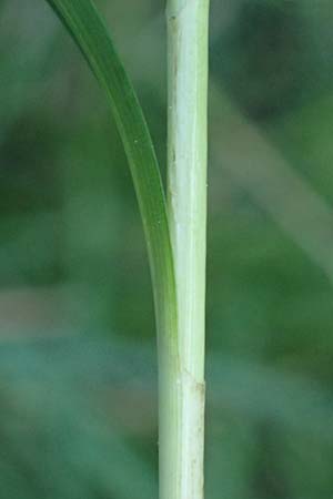 Carex flacca subsp. erythrostachys \ Ges&auml;gte Blau-Segge / Glaucous Sedge, Kos Lagoudi 9.4.2026