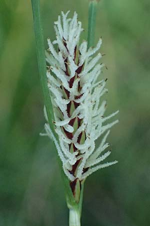 Carex flacca subsp. erythrostachys \ Ges&auml;gte Blau-Segge / Glaucous Sedge, Kos Lagoudi 9.4.2026