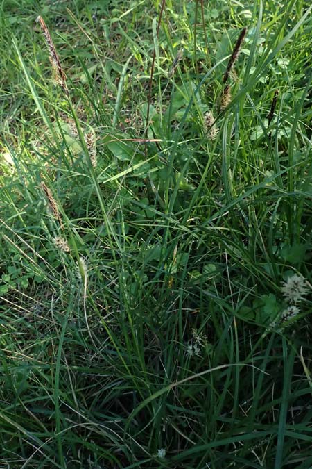 Carex flacca subsp. erythrostachys \ Ges&auml;gte Blau-Segge / Glaucous Sedge, Kos Lagoudi 9.4.2026