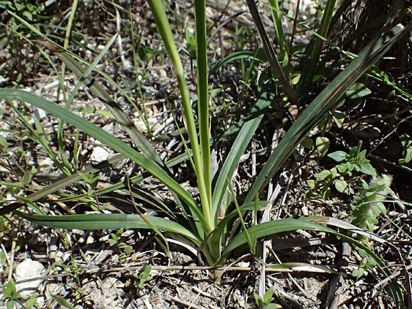 Carex flacca subsp. erythrostachys \ Ges&auml;gte Blau-Segge / Glaucous Sedge, Kos Hippocrates Garden 12.4.2026