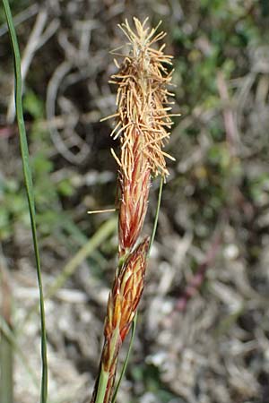 Carex flacca subsp. erythrostachys \ Ges&auml;gte Blau-Segge / Glaucous Sedge, Kos Hippocrates Garden 12.4.2026
