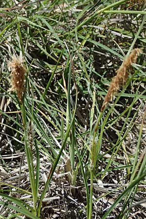 Carex flacca subsp. erythrostachys \ Ges&auml;gte Blau-Segge / Glaucous Sedge, Kos Hippocrates Garden 12.4.2026