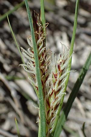 Carex flacca subsp. erythrostachys \ Ges&auml;gte Blau-Segge / Glaucous Sedge, Kos Hippocrates Garden 12.4.2026