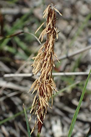 Carex flacca subsp. erythrostachys \ Ges&auml;gte Blau-Segge / Glaucous Sedge, Kos Hippocrates Garden 12.4.2026