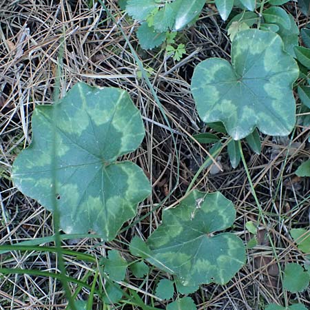 Cyclamen hederifolium \ Efeubl�ttriges Alpenveilchen, Herbst-Alpenveilchen / Ivy-Leaved Cyclamen, Sowbread, Kos Zipari 9.4.2026