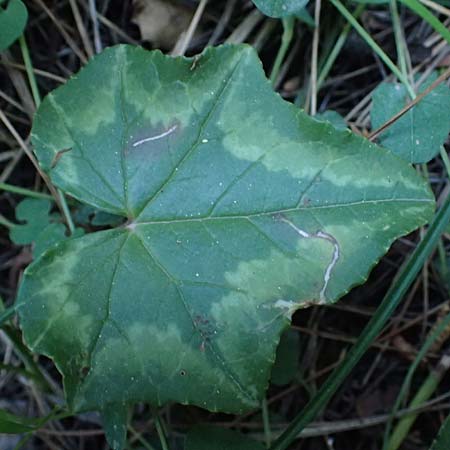 Cyclamen hederifolium \ Efeubl�ttriges Alpenveilchen, Herbst-Alpenveilchen / Ivy-Leaved Cyclamen, Sowbread, Kos Zipari 9.4.2026