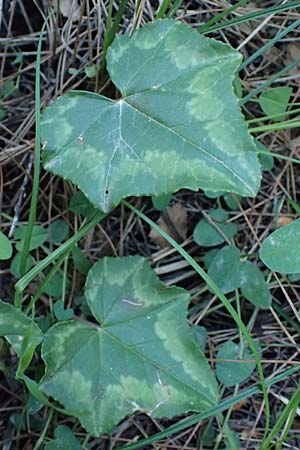 Cyclamen hederifolium \ Efeubl�ttriges Alpenveilchen, Herbst-Alpenveilchen / Ivy-Leaved Cyclamen, Sowbread, Kos Zipari 9.4.2026
