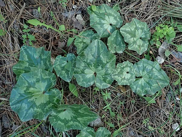 Cyclamen hederifolium \ Efeubl�ttriges Alpenveilchen, Herbst-Alpenveilchen / Ivy-Leaved Cyclamen, Sowbread, Kos Zipari 9.4.2026