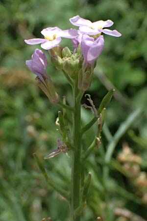 Cakile maritima \ Europ�ischer Meersenf / Sea Rocket, Kos Salt-Lake Alikes 9.4.2026