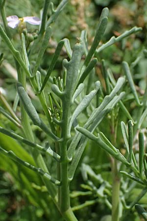 Cakile maritima \ Europ�ischer Meersenf / Sea Rocket, Kos Salt-Lake Alikes 9.4.2026