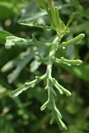 Cakile maritima \ Europ�ischer Meersenf / Sea Rocket, Kos Salt-Lake Alikes 9.4.2026
