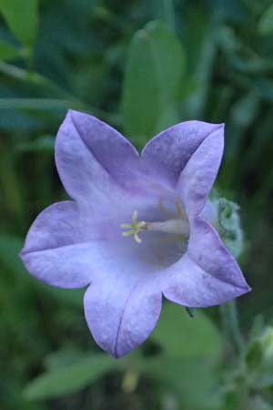 Campanula lyrata \ Leierf&ouml;rmige Glockenblume / Rock Bellflower, Kos Zipari 9.4.2026