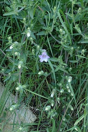 Campanula lyrata \ Leierf&ouml;rmige Glockenblume / Rock Bellflower, Kos Zipari 9.4.2026