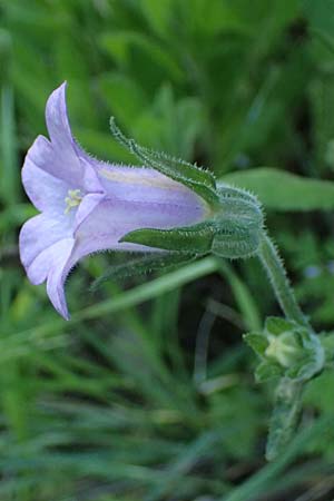 Campanula lyrata \ Leierf&ouml;rmige Glockenblume / Rock Bellflower, Kos Zipari 9.4.2026