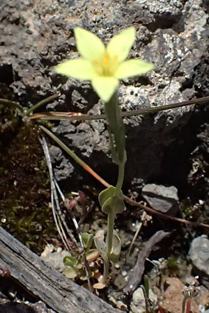 Centaurium maritimum \ Gelbes Tausendg�ldenkraut / Yellow Centaury, Sea Centaury, Kos Kephalos 8.4.2026