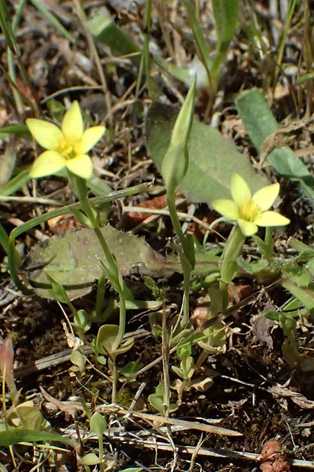 Centaurium maritimum \ Gelbes Tausendg�ldenkraut / Yellow Centaury, Sea Centaury, Kos Agios Nektarios 10.4.2026