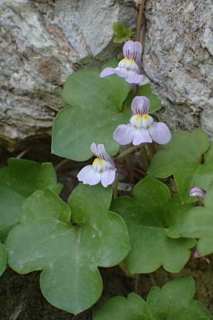 Cymbalaria muralis \ Gemeines Zimbelkraut, Mauer-Zimbelkraut / Ivy-Leaved Toadflax, Kenilworth Toadflax, Kos  11.4.2026