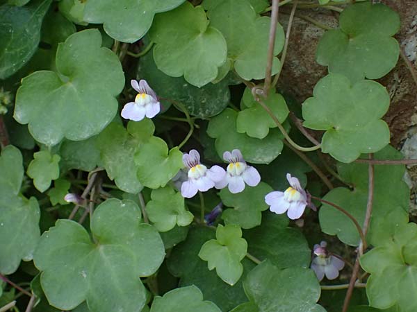 Cymbalaria muralis \ Gemeines Zimbelkraut, Mauer-Zimbelkraut / Ivy-Leaved Toadflax, Kenilworth Toadflax, Kos  11.4.2026