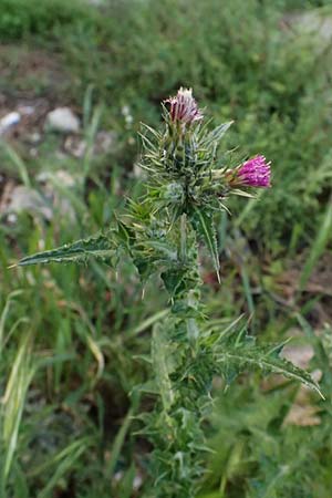 Carduus pycnocephalus \ Kn�uelk�pfige Distel / Plymouth Thistle, Kos  8.4.2026