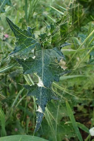 Carduus pycnocephalus \ Kn�uelk�pfige Distel / Plymouth Thistle, Kos  8.4.2026