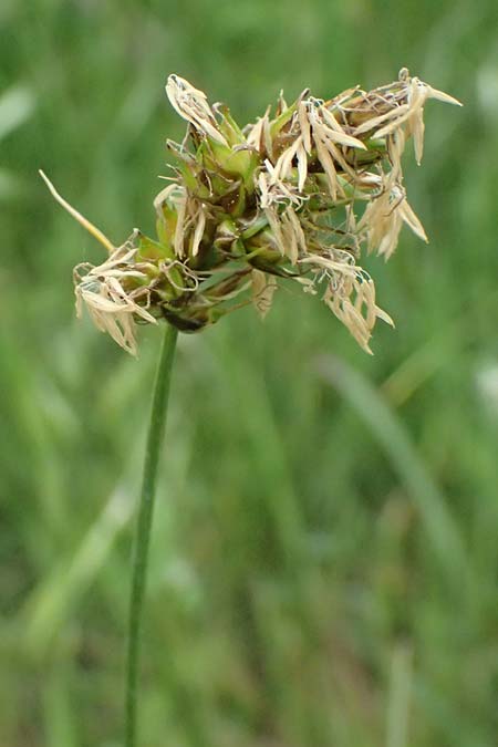 Carex divisa \ Geteilte Segge / Divided Sedge, Separated Sedge, Kos Psalidi Wetlands 15.4.2026